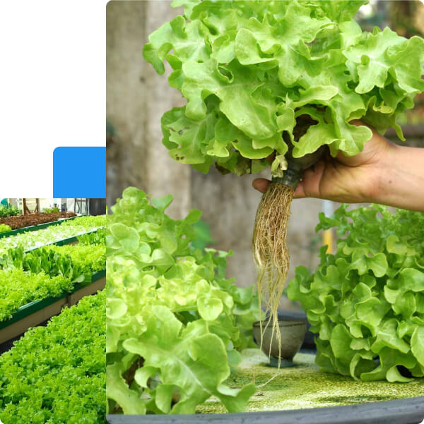 agriculture-tunisie agriculture-tunisie