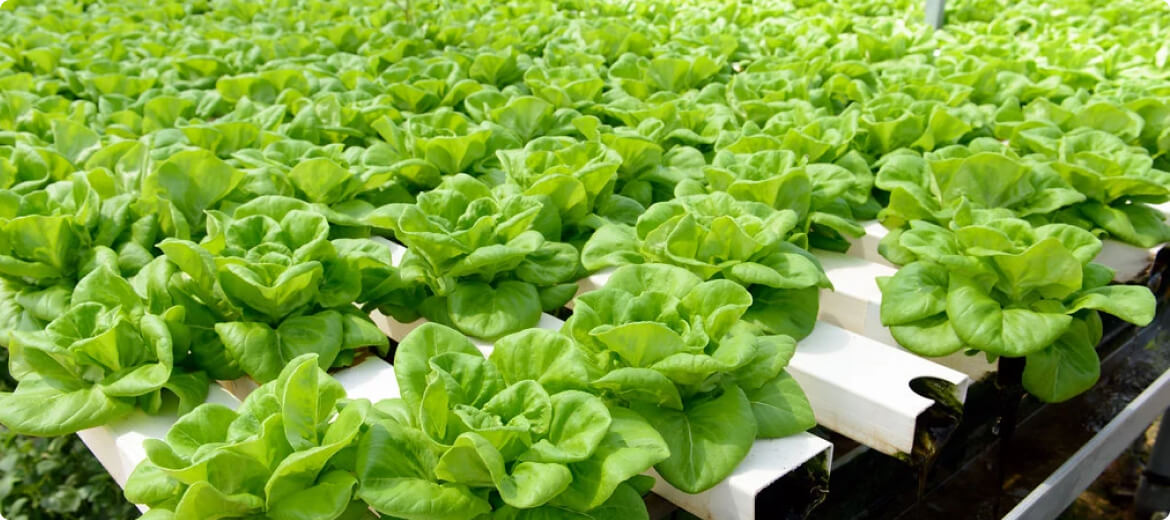 agriculture agriculture