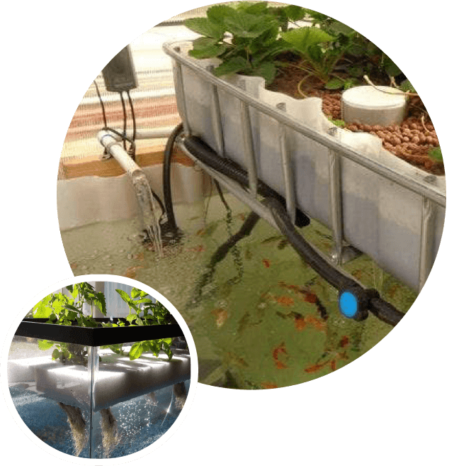 aquaponie aquaponie