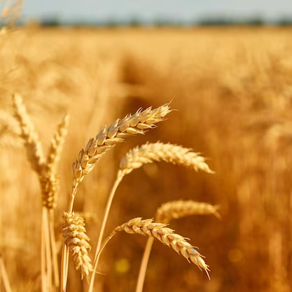 plantes-aquaponique plantes-aquaponique